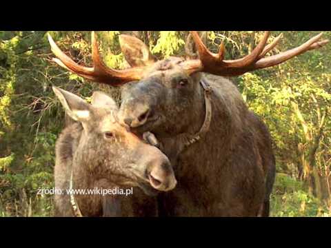 W Służbie lasom 25.01.2016