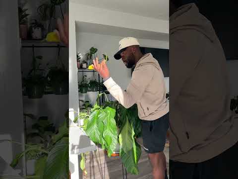 Peace Lily care! 🪴 yes, they are dramatic! #plantcare