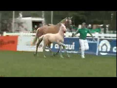 Altmarkhofs Qaside MD bei Dt. Fohlenchampionat in Lienen Juli 2013