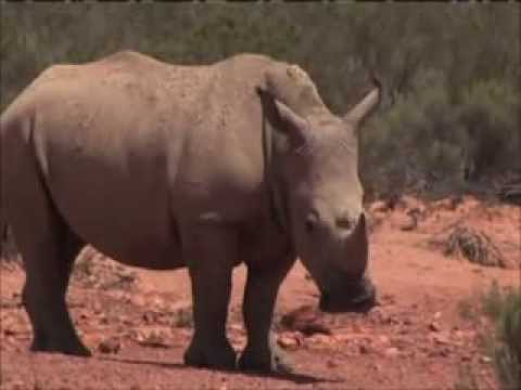 Rhino by Cripple Creek Fairies