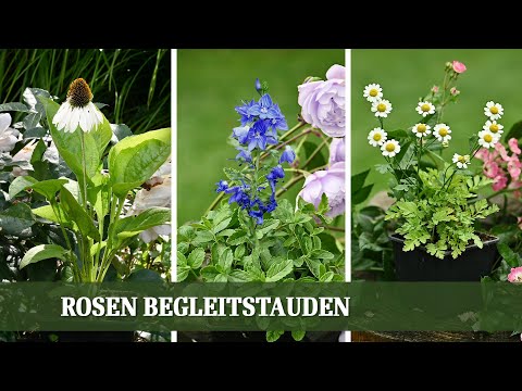 Rosen Begleiter - Welche Stauden passen gut zu Rosen? Teil 2: Weiss - Blau - Ungefüllte