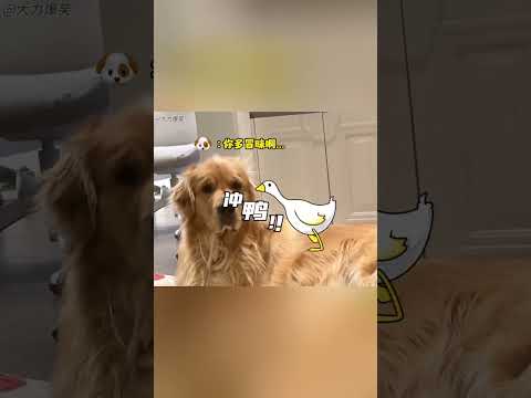 # Pet Tricks_#CuteAnimalMoments_#petshorts_#Pet Pranks_#SlothShenanigans