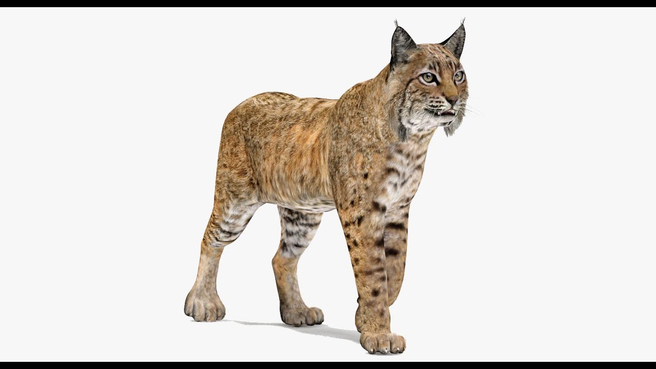 Bobcat animowany Model 3D