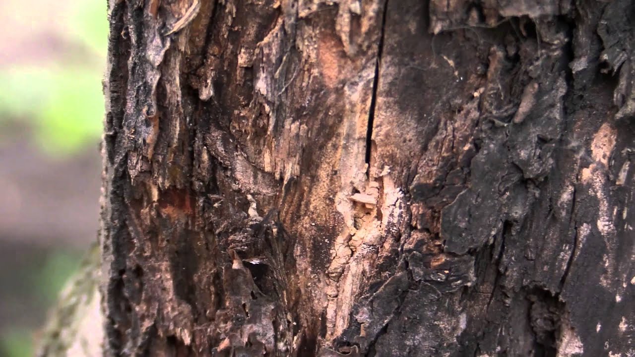 Видеокамера Canon Legria HF G30