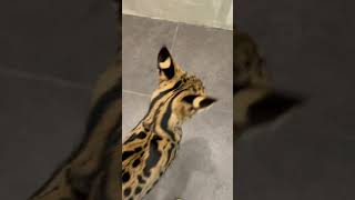 【おはようサーバルシリーズ②】