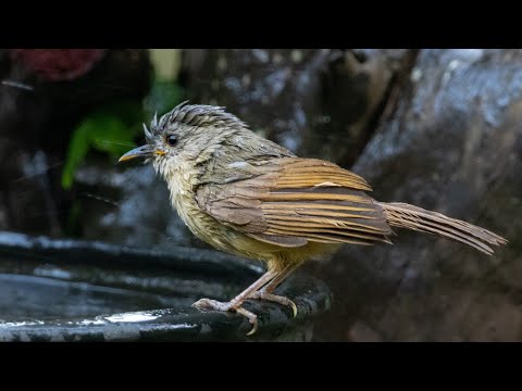 Alkipa hnedolíca (Alcippe poioicephala) — spev a hlas v prírode
