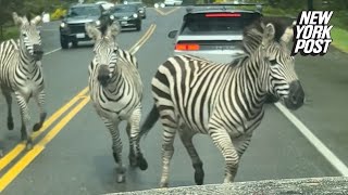 Zebras take over road in Washington state: ‘What the hell?’