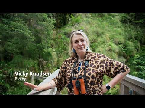 Schwarzwald med autocamper – så smuk kan en naturferie i Tyskland være