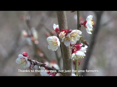 The Secret Behind Japan’s Famous Ume (Plums): Minabe-Tanabe’s Ume System