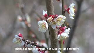Download lagu The Secret Behind Japan’s Famous Ume (Plums): Minabe-Tanabe’s Ume System mp3 Download lagu The Secret Behind Japan’s Famous Ume (Plums): Minabe-Tanabe’s Ume System mp3
