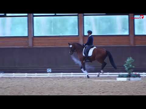 High Motion | Abschlussüberprüfung | 50-tägigen Hengstleistungsprüfung in Adelheidsdorf 2017