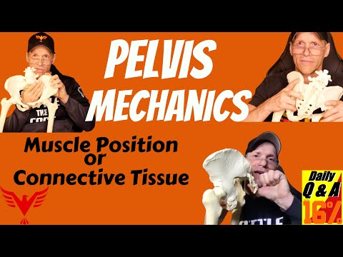 Pelvis Mechanics - Is it muscle position or connective tissues - BillHartmanPT.com Q&A for The 16%