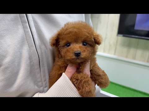 YouTube動画のサムネイル