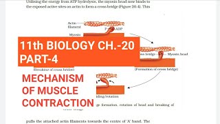 Class 11 Biology|Ch.-20 |Part-4||Mechanism of muscle contraction||Study with Farru