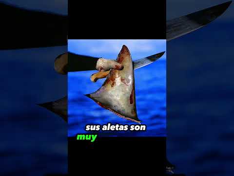 Los TIBURONES MAS RAROS del mundo: Tiburón Martillo