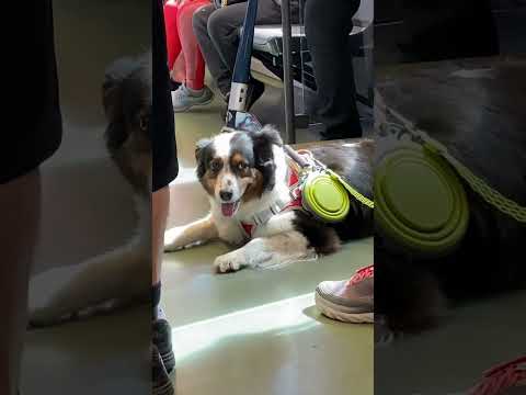 Dog lovers #dog #doglover