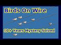 Bird On Wires - Why do birds sit on Electrical Wire - Line ? - 10+ Years Mystery Solved - Curiosity