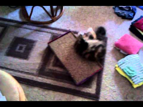 Cat is all nipped out