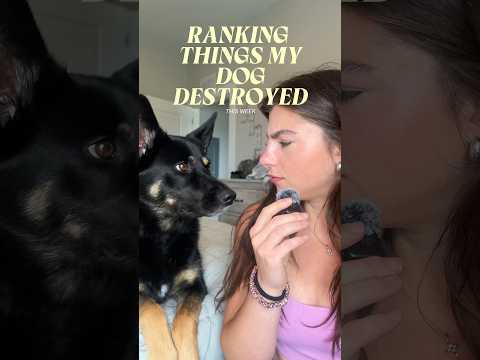 Bear at it again!!! #dogmom #doglife #bear #vlog #funny #relatable