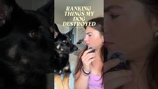 Bear at it again!!! #dogmom #doglife #bear #vlog #funny #relatable