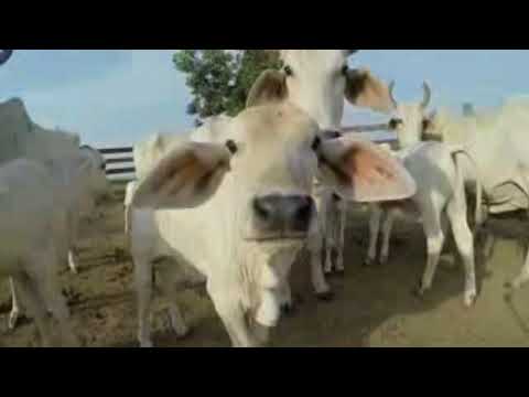 MOTIVOS LLANEROS BRAULIO PALMA