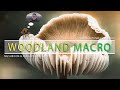 Woodland Fungi MACRO PHOTOGRAPHY | Photographing Mushrooms in the Autumn Pentax Challenge