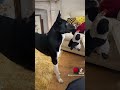 Barney The Tv Border Collie Wants To Save The Cat Homewardbound