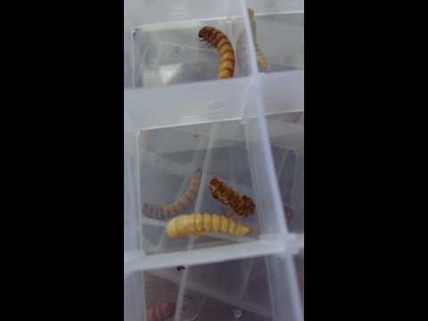 How to pupate raise breed supworms for reptile feeding