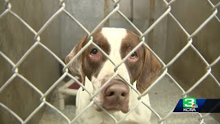 Lodi animal shelter full as adoption rates plummet to lowest in years