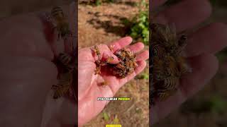 Download lagu New Queen Arrives, Bee Colony Must Get to Know Her First! mp3