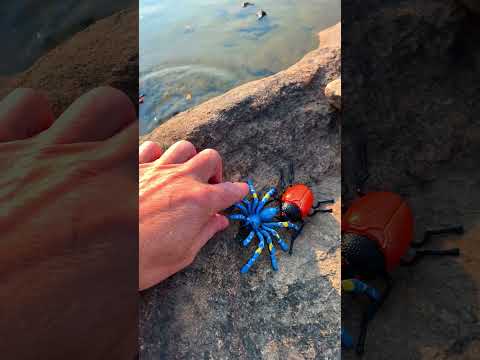 Insect Toy Splash! 💦 Learn Bug & Spider Names for Kids (English)