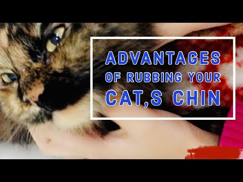 WHY DO CATS LIKE TO RUB UNDER CHIN