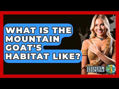 What Is The Mountain Goat's Habitat Like? - Ecosystem Essentials