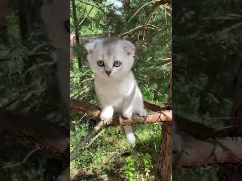 Cute cats!!Funny cats2#shorts