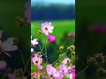 Kaun Sa Flower Hai Ibrand Boost Vlogs Shots