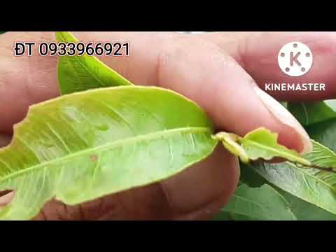 @ giữa tháng 8AL chăm sóc và sử dụng NPK sao cho đúng.