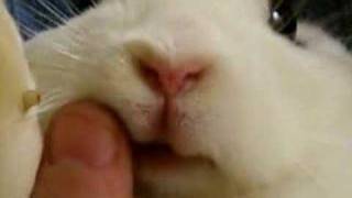 Nivea and her ferocious tongue!