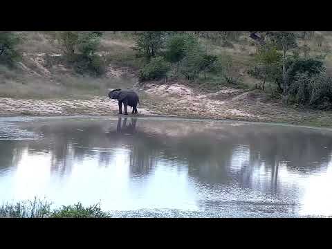 Djuma: Lone Elephant - 16:15 - 04/25/2022