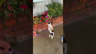 Video preview image #1 Jack Chi Puppy For Sale in San Jose, CA, USA