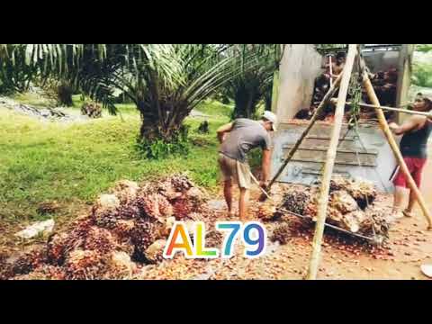 Kelapa sawit sulawesi tenggara