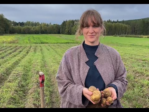 Odla din egen potatis