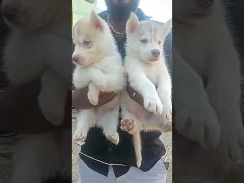 Dog Show  Winners Cute Twin Puppies Prince & Princess🥰😍#shorts #ytshortsviral  #Honeypuppies💞club