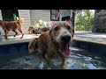 Dan S Doggie Dip Day 8 16 2025