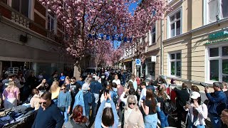 Bonn Cherry Blossoms 2025 🌸 | Famous Pink Streets &amp; a Hidden Spot | 4K