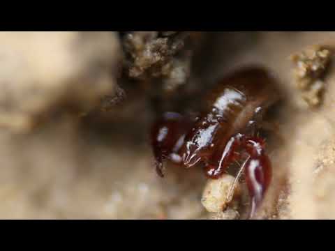 Da cui si può abbinare al collo e lorecchio Esercizi Norbekova per recensioni cervicale della colonna vertebrale