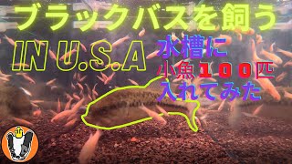 ブラックバスを飼う in U.S.A　小魚１００匹チャレンジ