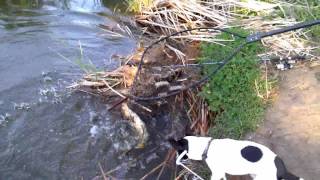 preview picture of video '55cm carp at River Road carp pond'