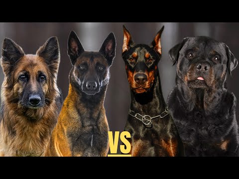 Malinois | Doberman | Rottweiler | German Shepherd | Who is the best protection dog?
