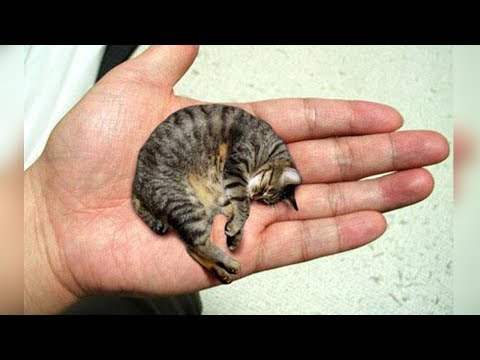 SMALLEST CAT BREEDS IN THE WORLD!