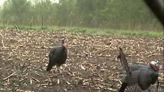 preview picture of video 'Big Tine Outdoors - Spring Turkey Hunt 2010 - Video 1'